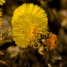 Bumblebee